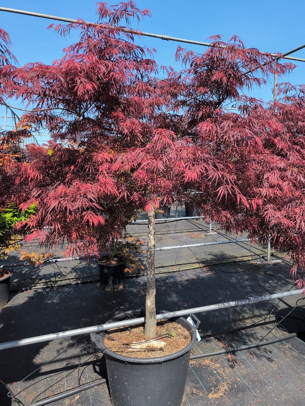 Acer pal. 'Tamukeyama' - 100 CM Stem Cont.
